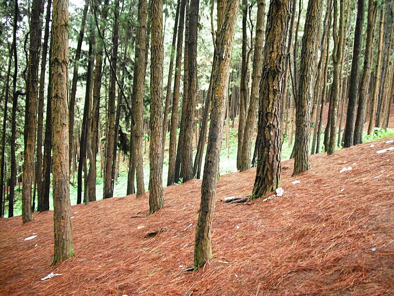 File:Vagamon Pine Forest - panoramio (5).jpg