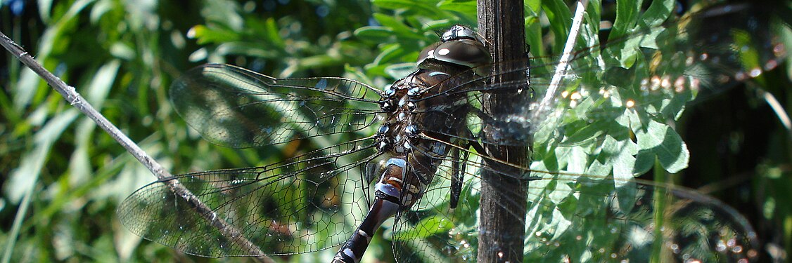 Darner (Aeshnidae)