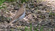 Thumbnail for File:Veery (8702437109).jpg