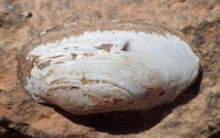 Velesunio wilsonii shell Velesunio wilsonii.png