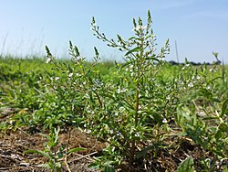 Veronica anagalloides sl34.jpg