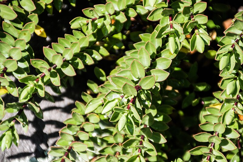 File:Veronica decumbens in Christchurch Botanic Gardens 02.jpg