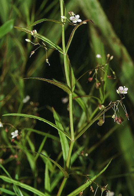 Veronica_scutellata