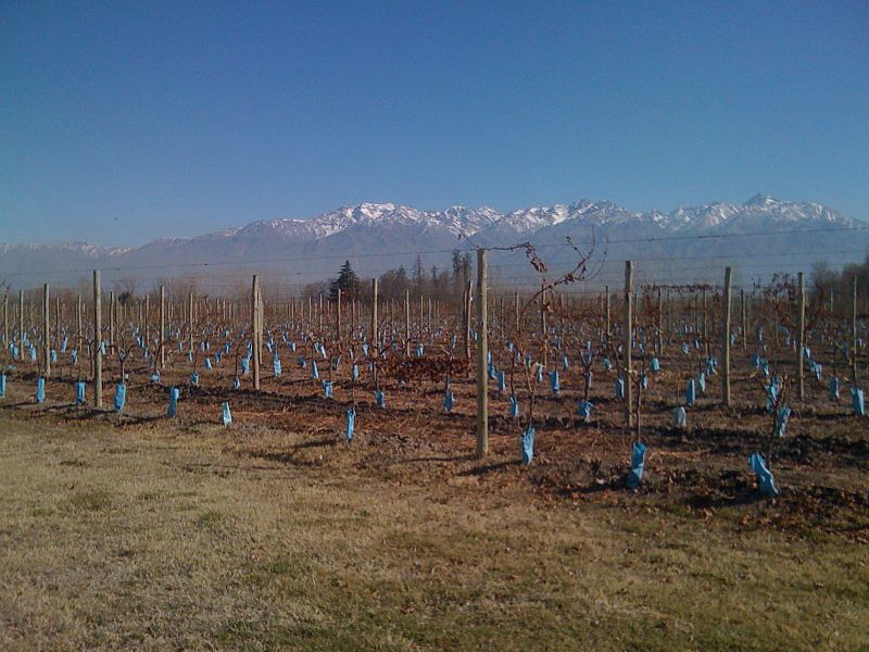 File:Viñedos y Cordón del Plata en Tupungato.JPG