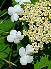 Viburnum opulus 003.JPG