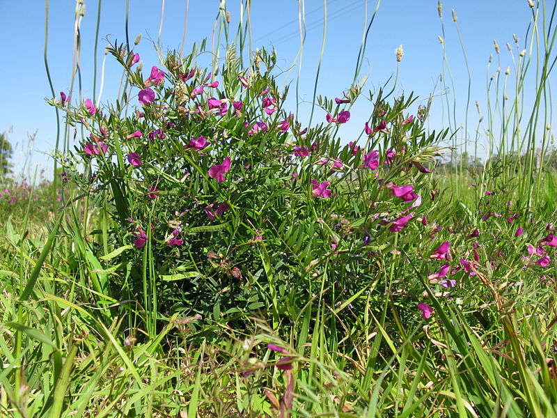 File:Vicia sativa plant3 (10735847824).jpg