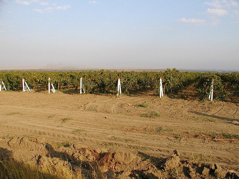 File:Vignoble russe.JPG