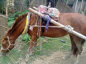 Image illustrative de l’article Cheval au Bangladesh