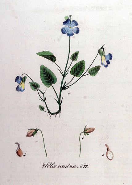 File:Viola canina — Flora Batava — Volume v11.jpg