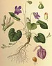 Viola odorata1.jpg