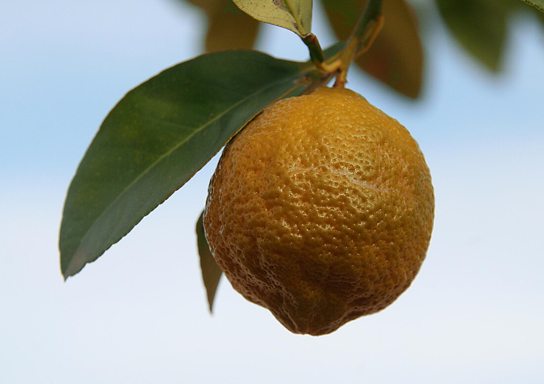 Volkamer lemon