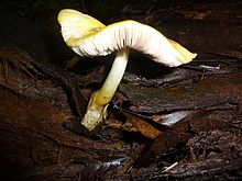 The variety flaviceps has a yellow cap. Volvariella bombycina var. flaviceps 240536.jpg