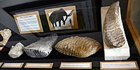 Waco Mammoth NM 4287 2 (21351869143).jpg