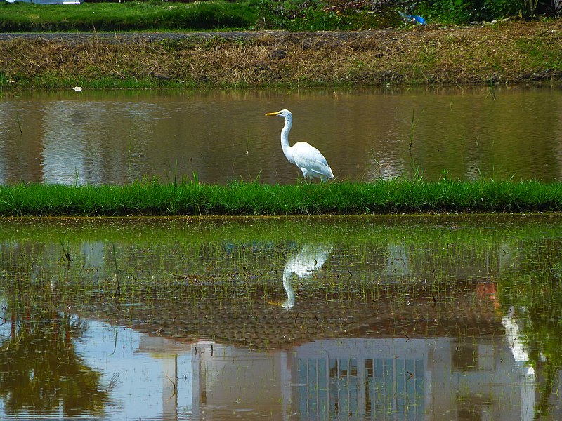 File:Walk Like a Stork.jpg