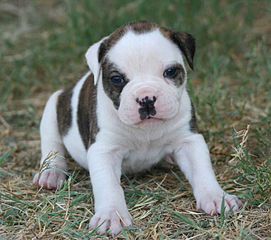cute baby american bulldog