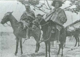 Cuban Criollo horse