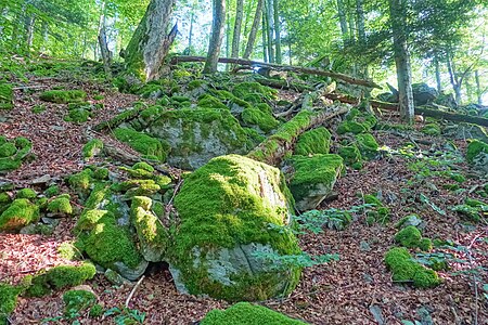 Wehr (Baden) Naturschutzgebiet Bannwald Wehratal Bild 14