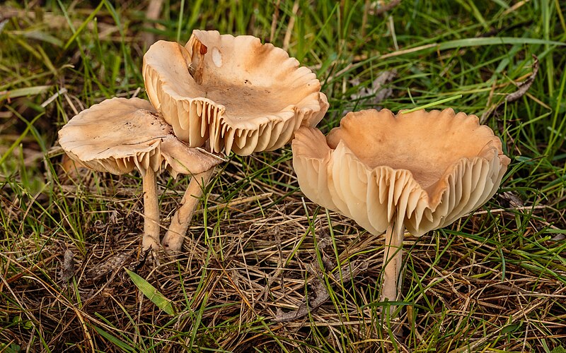 File:Weidekringzwam (Marasmius oreades). Locatie, Paddenstoelenreservaat. 31-10-2022. (actm.) 02.jpg