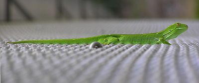 Wellington Green Gecko