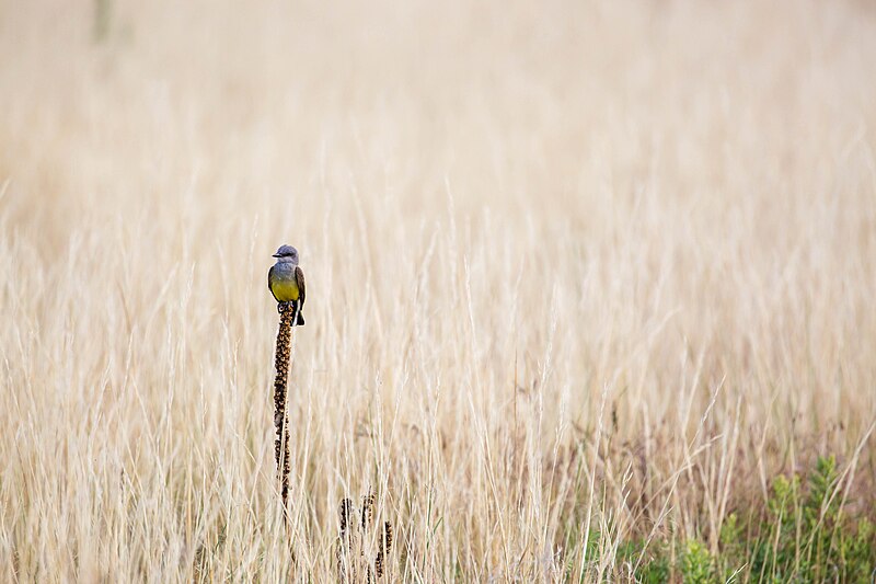 File:Western kingbird (48407138151).jpg