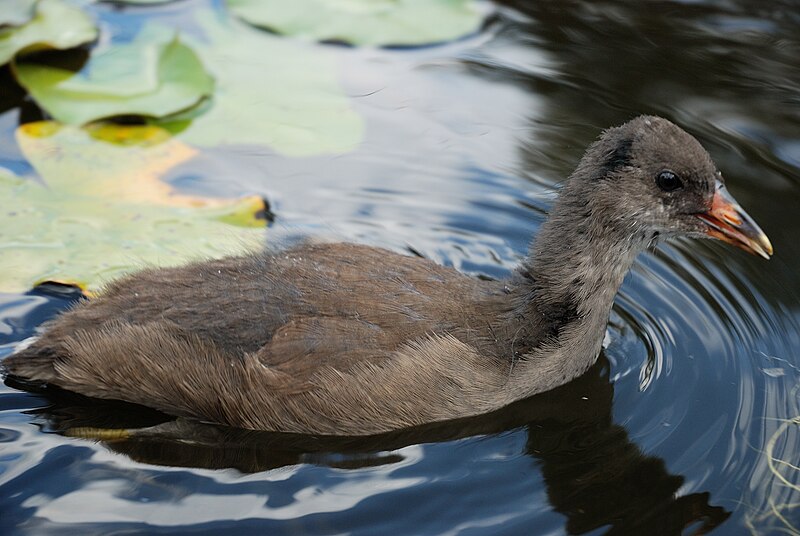 File:Westfalenpark-100818-17045-Gallinula-chloro.jpg