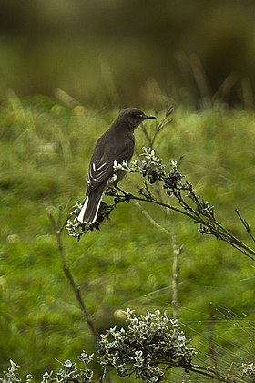White-tailed Shrike-Tyrant - South Ecuador S4E3293 (16295894634).jpg