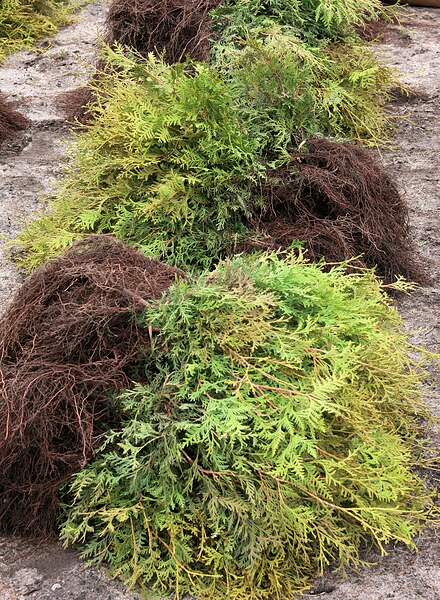 File:White Cedar Seedling Harvested Bundles 7779.jpg