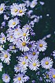 "White_daisy_bed_(Unsplash).jpg" by User:Fæ