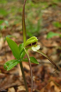 <i>Isotria verticillata</i>