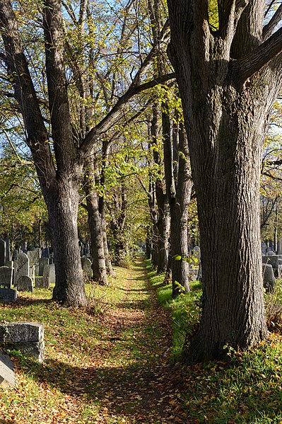 File:Wien Zentralfriedhof Allee A 20221111 03.jpg