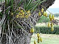 Cymbidium canaliculatum