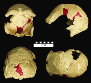 <span class="mw-page-title-main">WLH-50</span> Hominin fossil