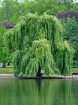 Weeping willow (Salix tristis)