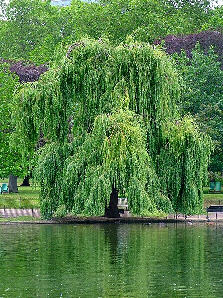 http://upload.wikimedia.org/wikipedia/commons/thumb/b/b8/Willow.jpg/449px-Willow.jpg