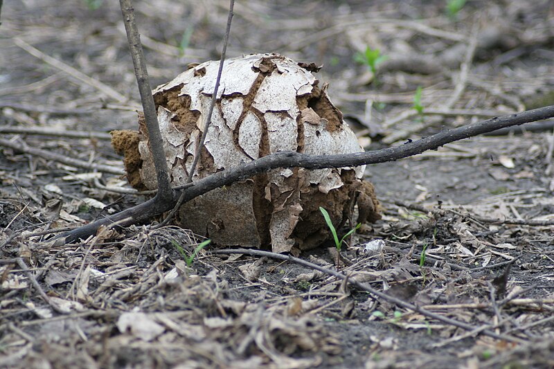 File:Wintered Giant Puffball.jpg