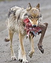 Foto eines Wolfes mit einem Karibubein im Maul