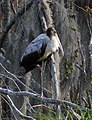 Woodstork - Paynes Prairie.jpg