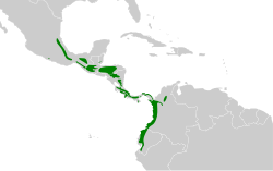 Distribución geográfica del trepatroncos manchado.