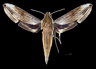 <i>Xylophanes dolius</i> Species of moth