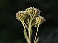 Yarrow, Achillea millefolium (40571524850).jpg
