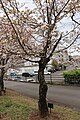 P034 八房桜 Yatsubusazakura 全体の写真