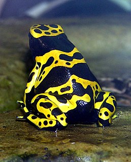 Yellow-banded poison dart frog species of amphibian