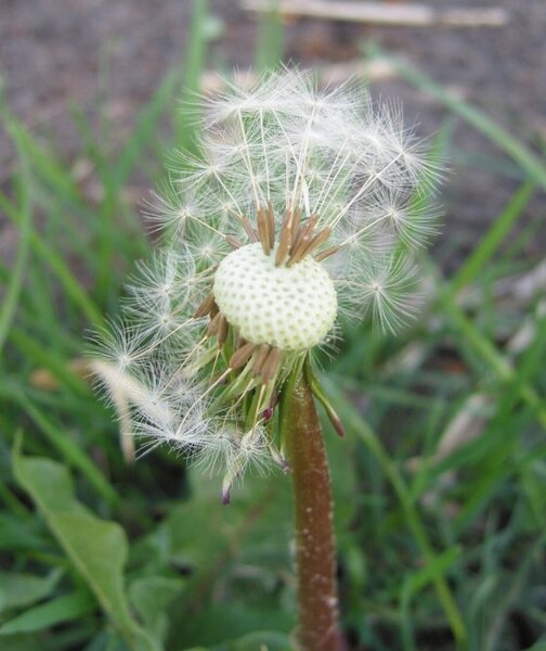 File:Zaadpluis van een paardenbloem.jpg