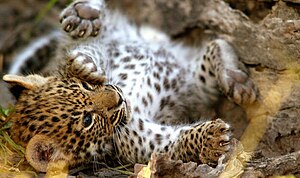 Zambia leopard.jpg