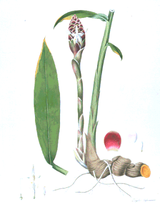 <i>Zingiber cassumunar</i> Species of flowering plant