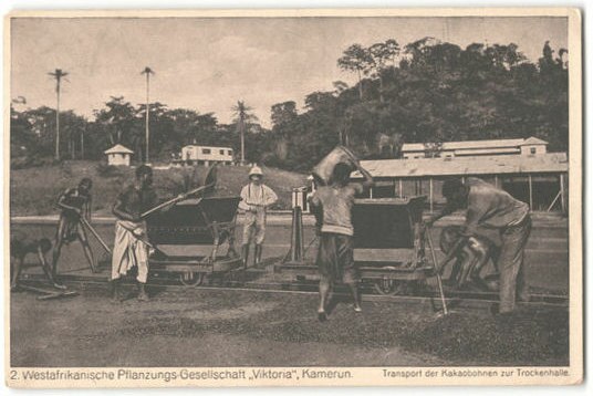 File:Zweite Westafrikanische Pflanzungs-Gesellschaft 'Viktoria', Kamerun - Transport der Kakaobohnen zur Trockenhalle.jpg