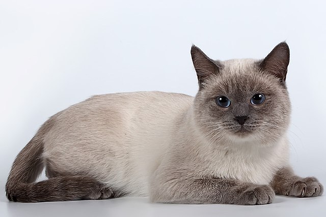 traditional seal point siamese