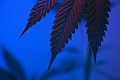 برگ‌های کنگره‌ای گیاه ماری‌جوانا در زیر نور مصنوعی