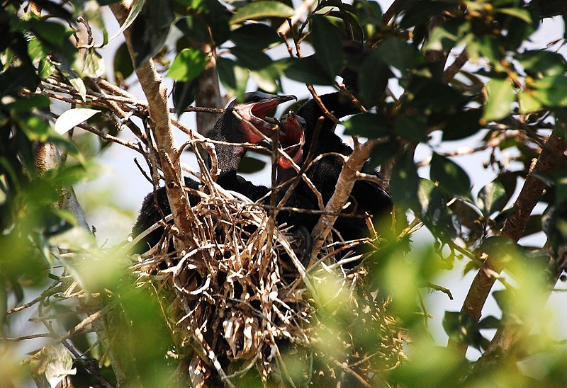 File:ചെറിയനീർക്കാക്ക-കുഞ്ഞ്.jpg