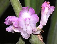 Trichoglottis rosea